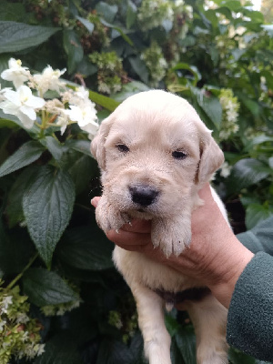 Les chiots de Golden Retriever