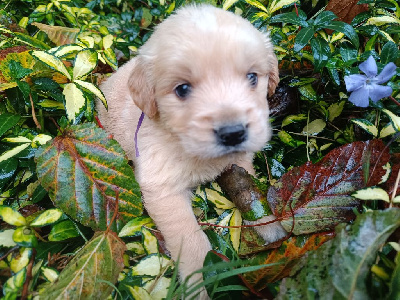 Les chiots de Golden Retriever