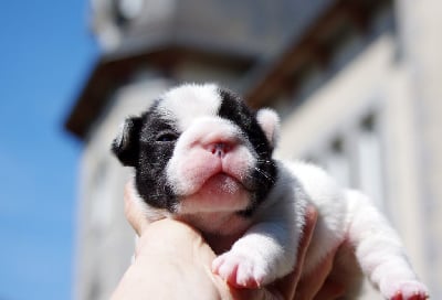 Les chiots de Bouledogue français