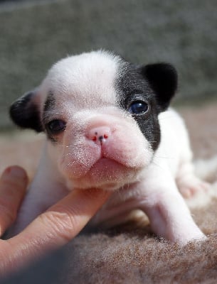 Les chiots de Bouledogue français