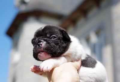 Les chiots de Bouledogue français