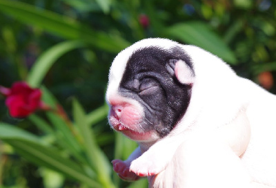 Les chiots de Bouledogue français