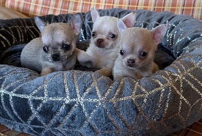 Les chiots de Chihuahua