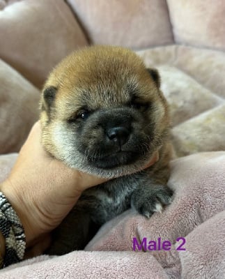 CHIOT 3 - Shiba