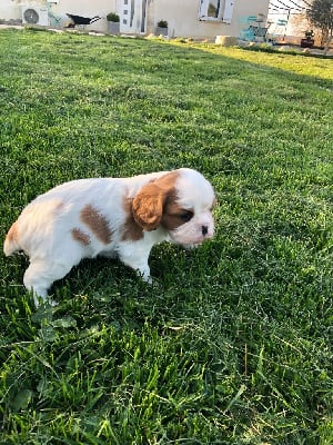 Les chiots de Cavalier King Charles Spaniel