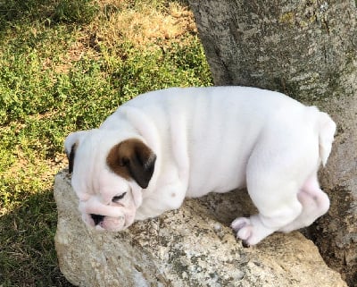 Les chiots de Bulldog Anglais