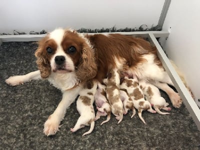 Les chiots de Cavalier King Charles Spaniel