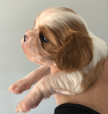 Les chiots de Cavalier King Charles Spaniel