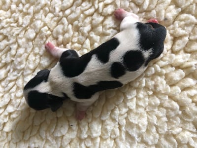 Les chiots de Cavalier King Charles Spaniel