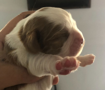 Les chiots de Cavalier King Charles Spaniel