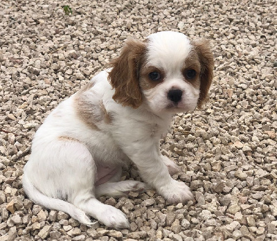 Les chiots de Cavalier King Charles Spaniel