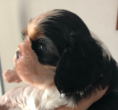 Les chiots de Cavalier King Charles Spaniel