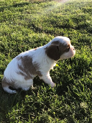 Les chiots de Cavalier King Charles Spaniel