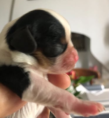 Les chiots de Cavalier King Charles Spaniel