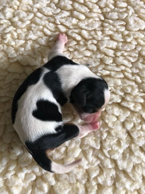 Les chiots de Cavalier King Charles Spaniel