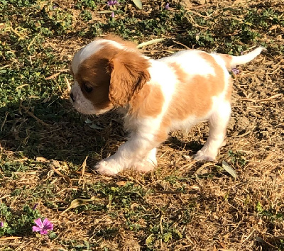 CHIOT - Cavalier King Charles Spaniel