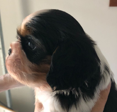 Les chiots de Cavalier King Charles Spaniel