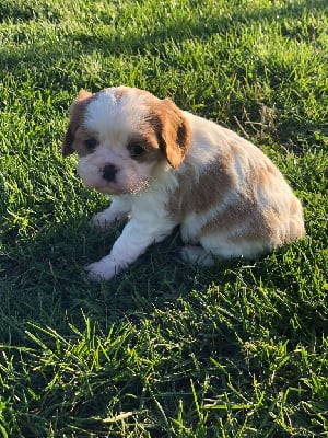 CHIOT - Cavalier King Charles Spaniel