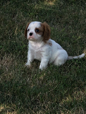 Les chiots de Cavalier King Charles Spaniel