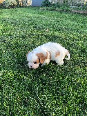 Les chiots de Cavalier King Charles Spaniel