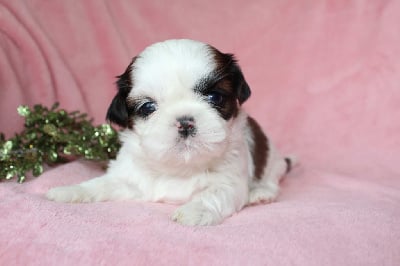 Les chiots de Shih Tzu