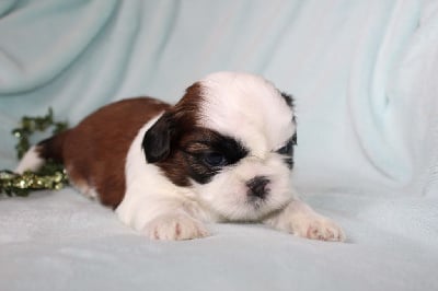 Les chiots de Shih Tzu