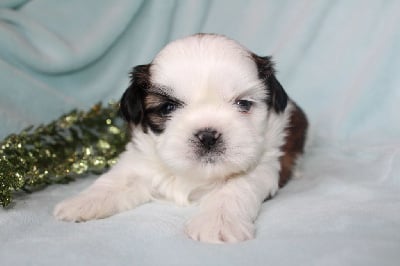 Les chiots de Shih Tzu