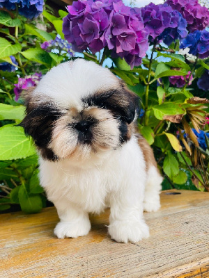 Les chiots de Shih Tzu