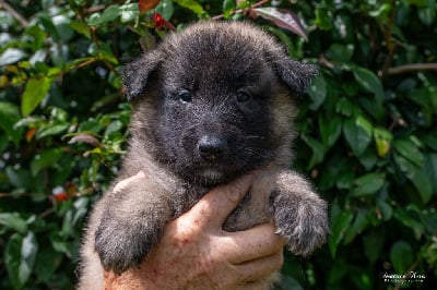 Les chiots de Berger Belge