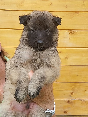 Les chiots de Berger Belge