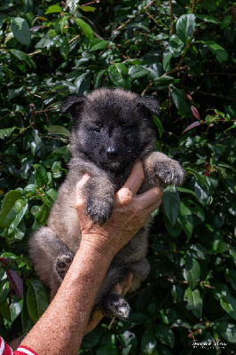 Les chiots de Berger Belge