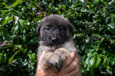 Les chiots de Berger Belge