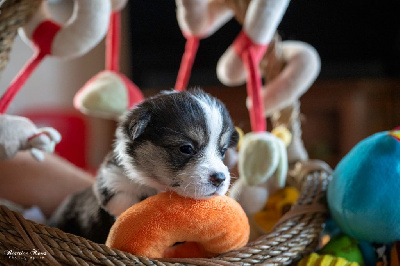 Les chiots de Welsh Corgi Pembroke