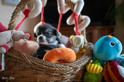 Les chiots de Welsh Corgi Pembroke