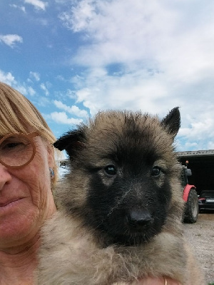 Les chiots de Berger Belge