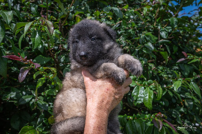 Les chiots de Berger Belge