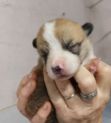 Les chiots de Welsh Corgi Pembroke