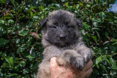 Les chiots de Berger Belge