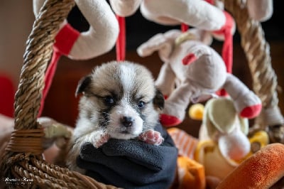 Les chiots de Welsh Corgi Pembroke