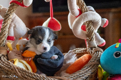 Les chiots de Welsh Corgi Pembroke