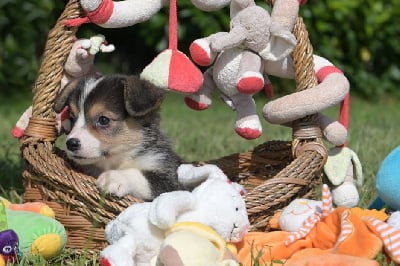 Les chiots de Welsh Corgi Pembroke