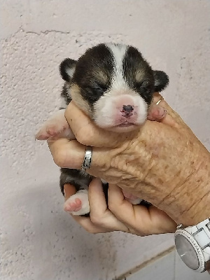 Les chiots de Welsh Corgi Pembroke