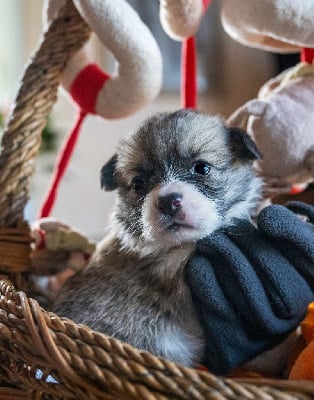 Les chiots de Welsh Corgi Pembroke