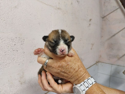 Les chiots de Welsh Corgi Pembroke