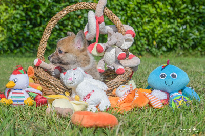 Les chiots de Welsh Corgi Pembroke