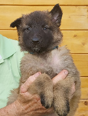 Les chiots de Berger Belge