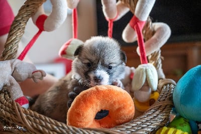 Les chiots de Welsh Corgi Pembroke