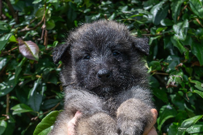 Les chiots de Berger Belge