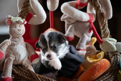 Les chiots de Welsh Corgi Pembroke