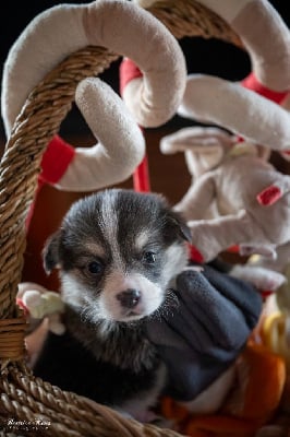 Les chiots de Welsh Corgi Pembroke